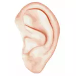 Vectorillustratie van witte menselijke oor