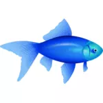 Векторная иллюстрация голубой золотой рыбки