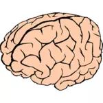 Vector drawing of human brain in pink and black