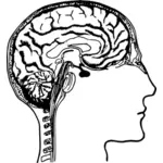 Ludzki mózg schemat wektorowa