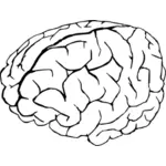 Vector graphics of human brain in white and black