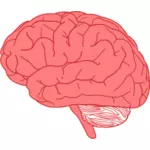 लाल रंग में मानव मस्तिष्क की ओर देखने की ड्राइंग वेक्टर