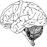Vektor Zeichnen eines menschlichen Gehirns mit Kleinhirn