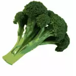 Fotorealistische vector afbeelding van broccoli