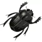Schwarzen Käfer