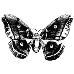 Monochroom vector van vlinder