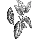 Cacao con su ilustración de vector de hojas