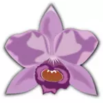 Cattleya violet