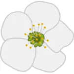 פרחים של דובדבן בתמונה וקטורית