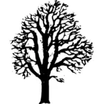Chestnut tree vector graphics