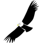 加州神鹫