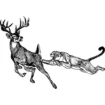Deer and mountain loin