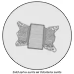 Imagem vetorial de diatomáceas