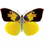 シマウミヘビ蝶