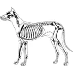 Собака скелет векторное изображение