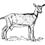 Vector illustratie van een geit