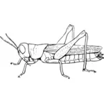 Gräshoppa symbol