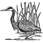 Great blue heron Menggambar