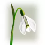 Snowdrop met drie bloemblaadjes vector illustraties