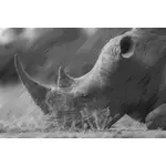 Полутоновый носорог