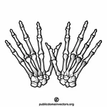 Händer skelett