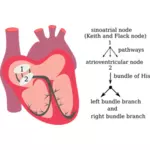 矢量绘图的心脏电气系统