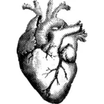 Zwart-wit menselijk hart