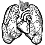 Paru-paru manusia dan jantung vektor ilustrasi
