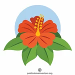 Fleur d’Hibiscus