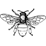 Lebah madu ilustrasi