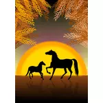 Hester ved solnedgang