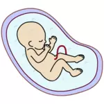 Векторное изображение эмбриона человека
