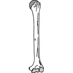 Arm bone