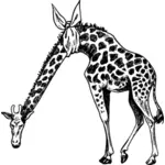 Girafa cu gatul ranit