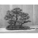 Bonsai treet i svart-hvitt