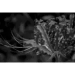 Abstract plant in black and white