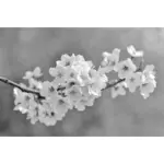 Floare de primăvară în alb-negru