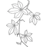 Illustration vectorielle de plante grimpante