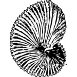 Vector graphics van Sea Shell