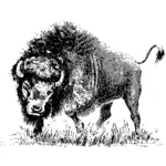 Buffalo, Zeichnung