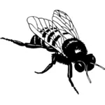 Vektor-ClipArts von Bumble bee