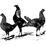 Tre fjäderfä fåglar vektor ritning