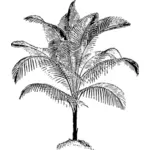 Palmier coco miniature