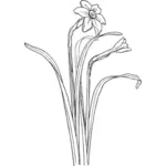 Clip-art vector de Narciso