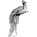 Tavus kuşu anahat vektör küçük resim