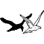 Immagine di piccione e corvo