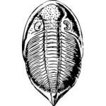 Vektorikuva trilobiittista