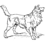 Collie câine vector imagine