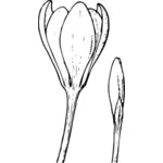 Vector image of crocus flower and bud