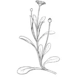Vector clip art of daisy